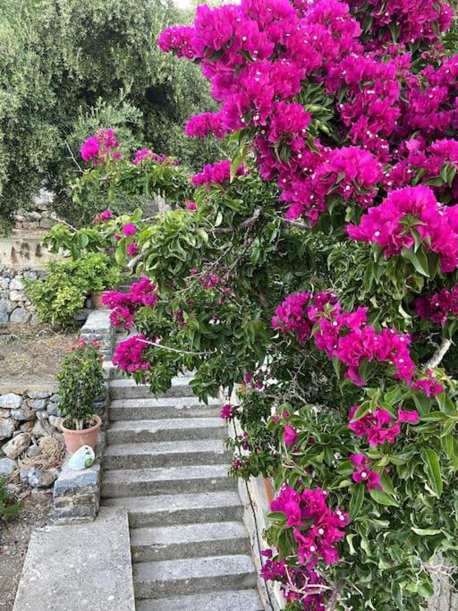 Villa Kamari-Cretan Style Apartment Κριτσά Εξωτερικό φωτογραφία